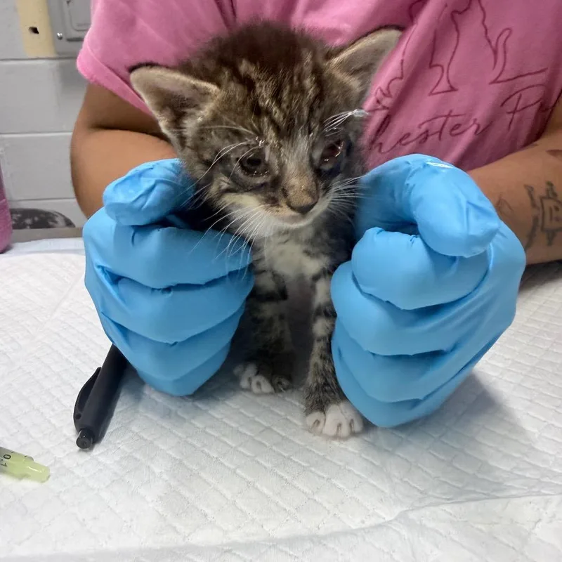 A baby small-sized male Gray / Blue / Silver Domestic Short Hair cat named Darrel for adoption in Summerville, SC
