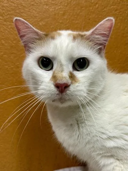 A senior medium-sized female Orange / Red Domestic Short Hair cat named Cotton for adoption in Wichita, KS