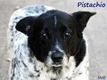 Pistachio thumbnail 2