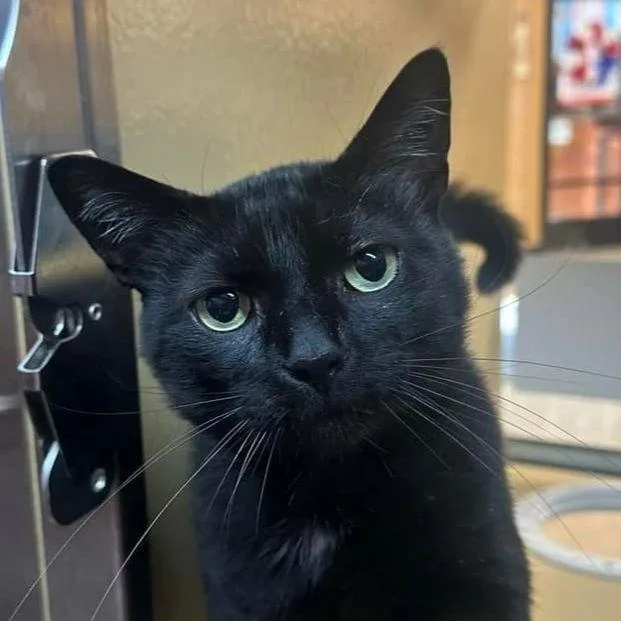 Mr Blackstar thumbnail 2