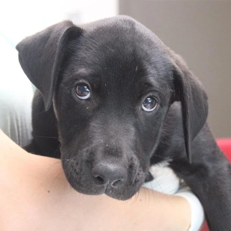 A baby small-sized male Black Retriever dog named Sidetable Drawer for adoption in Cleveland, MS
