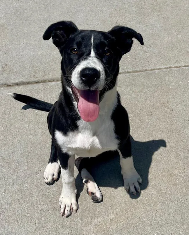 A baby small-sized female Great Dane dog named Harmony for adoption in Tulsa, OK