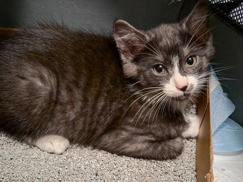 A baby medium-sized male Black & White / Tuxedo Tuxedo cat named Zorro for adoption in Trophy Club, TX