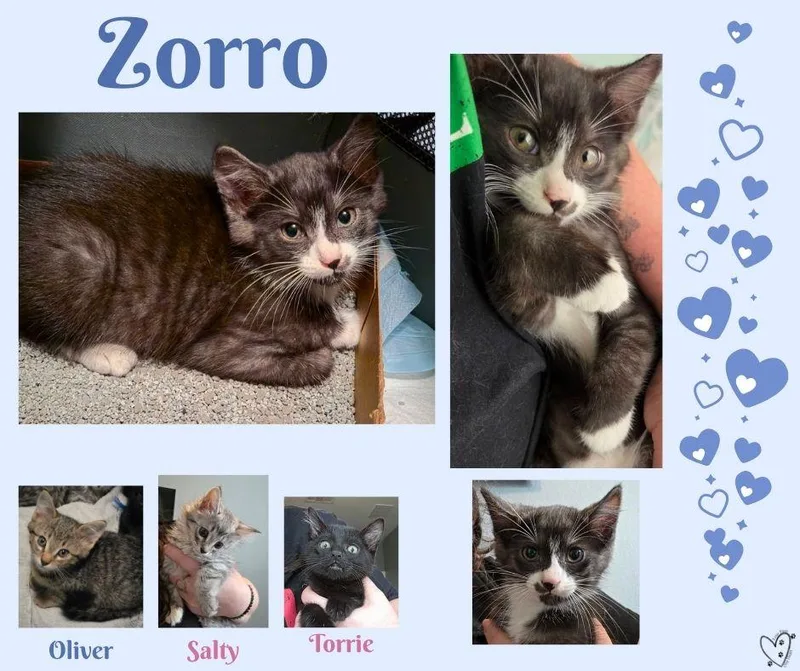 Zorro thumbnail 2