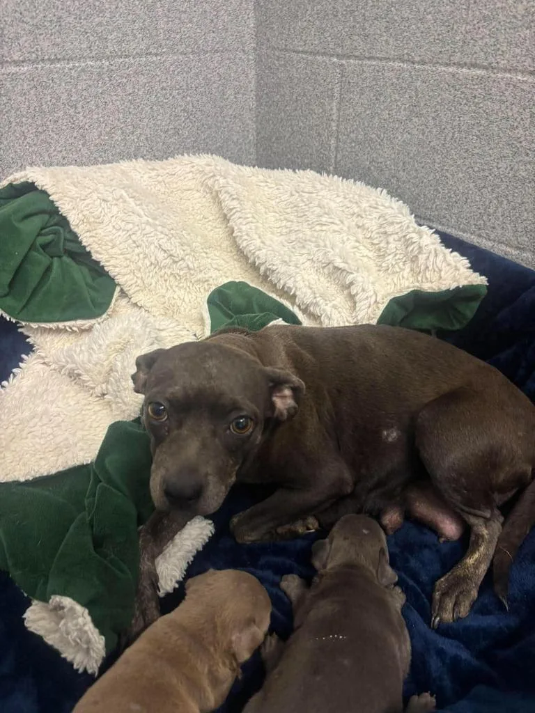 A baby medium-sized female Chihuahua dog named Dory for adoption in Livingston, LA