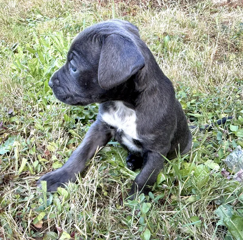 A baby medium-sized male Pit Bull Terrier dog named Tank for adoption in Amity, OR