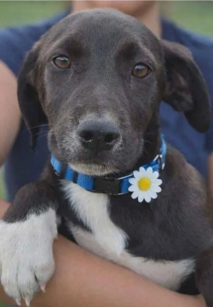 A baby small-sized female Labrador Retriever dog named Brook for adoption in Westland, MI