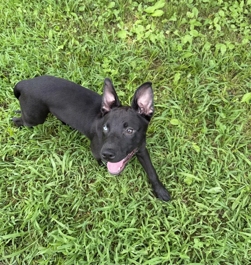 A young medium-sized female Pit Bull Terrier dog named Hazel for adoption in Nashville, TN