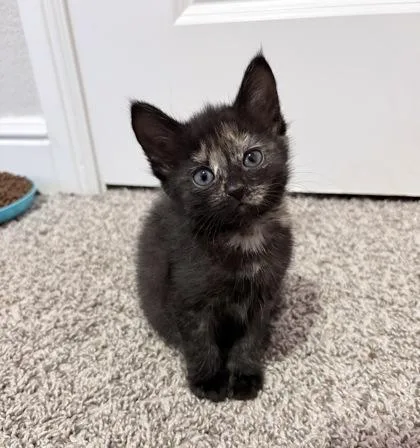A baby small-sized female Domestic Short Hair cat named Ginny for adoption in Fort Worth, TX