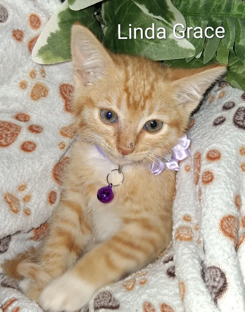 A baby medium-sized female Tabby (Orange / Red) Domestic Short Hair cat named Linda Grace for adoption in Redondo Beach, CA