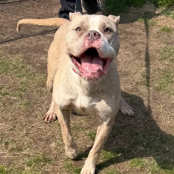 An adult medium-sized female Pit Bull Terrier dog named Hazel for adoption in Vineland, NJ
