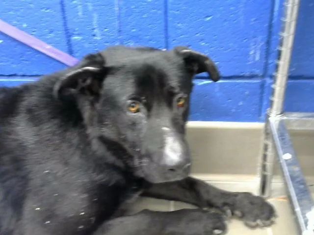 An adult medium-sized male German Shepherd Dog dog named Samson for adoption in Albuquerque, NM