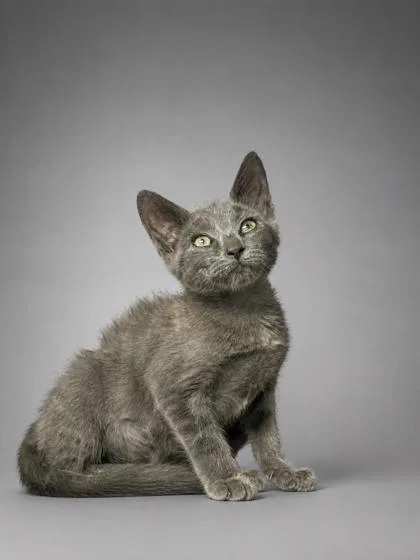 A young small-sized female Domestic Short Hair cat named Minnie for adoption in Bowling Green, KY