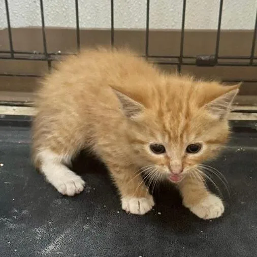 A baby small-sized male Orange / Red Domestic Long Hair cat named Chett for adoption in Mooresville, NC