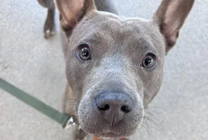An adult medium-sized female Mixed Breed dog named Nina for adoption in West Chester, PA