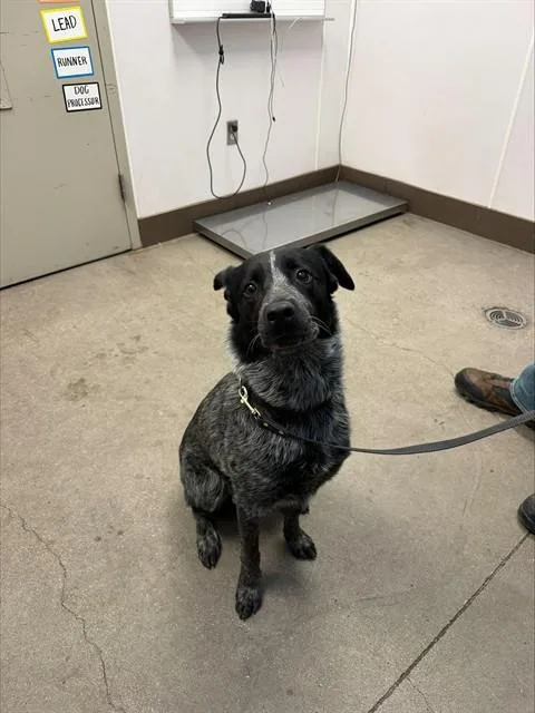 A young medium-sized male Australian Cattle Dog / Blue Heeler dog named Milo for adoption in Tucson, AZ