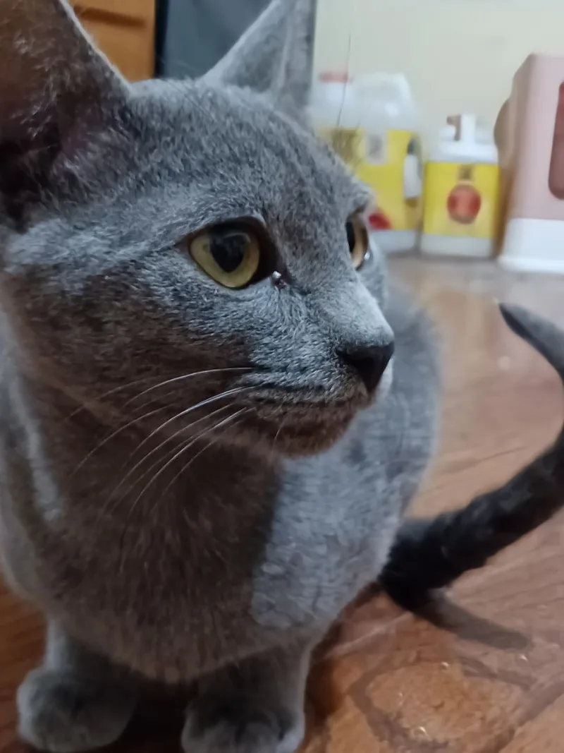 An adult medium-sized female Gray / Blue / Silver Russian Blue cat named Bentely Pauline for adoption in Lyons, IL