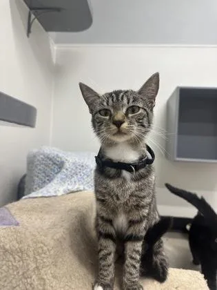 An adult small-sized female Domestic Short Hair cat named Petunia for adoption in West Chester, PA