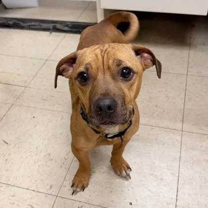 A young medium-sized male Brown / Chocolate Dachshund dog named Zuppy for adoption in Midland, MI