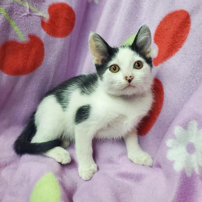 A baby small-sized female Black Domestic Short Hair cat named Tooka for adoption in Westminster, CA