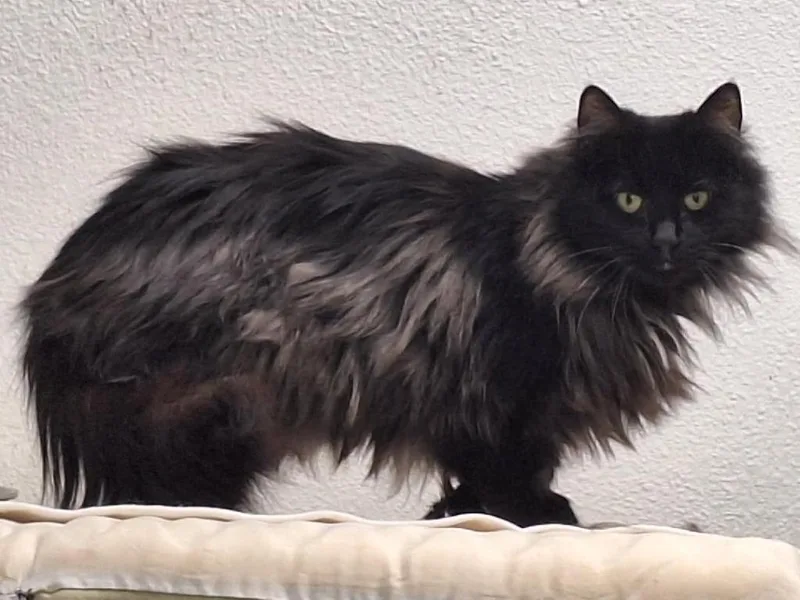 Espresso thumbnail 2