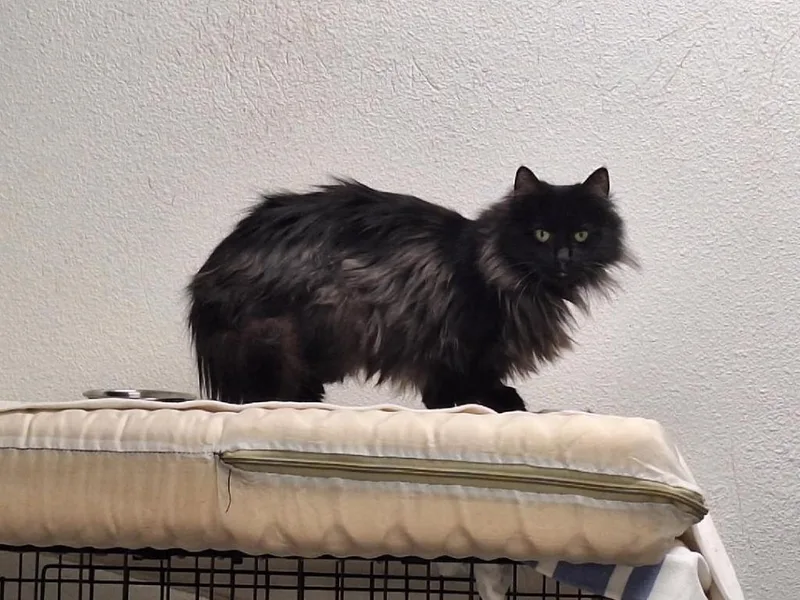 Espresso thumbnail 3