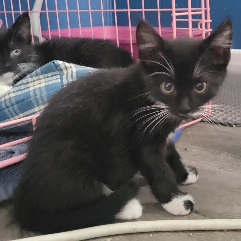 A baby small-sized female Black Domestic Short Hair cat named Prada for adoption in Rochester, MN