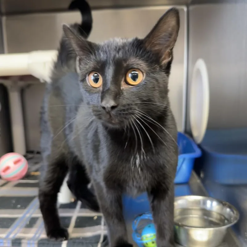 A young medium-sized female Black Domestic Short Hair cat named Plath for adoption in Chippewa Falls, WI