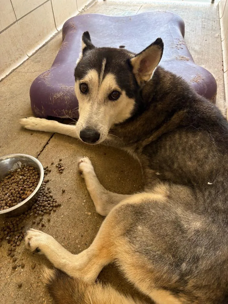 An adult medium-sized male Siberian Husky dog named Aspen for adoption in Bossier City, LA