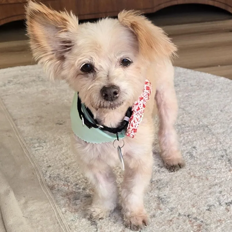 A senior small-sized male White / Cream Silky Terrier dog named Freddie Weasley for adoption in Ramona, CA