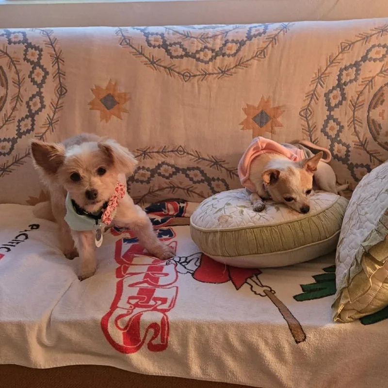 Freddie Weasley thumbnail 3