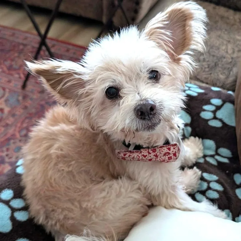 Freddie Weasley thumbnail 4