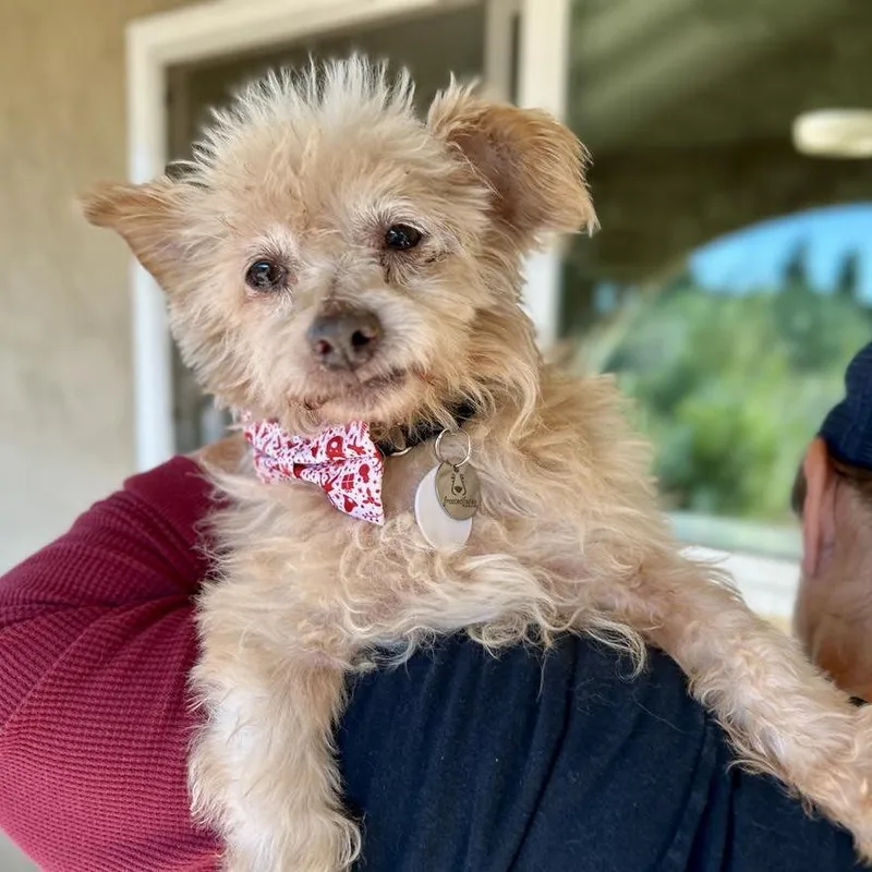 Freddie Weasley thumbnail 5