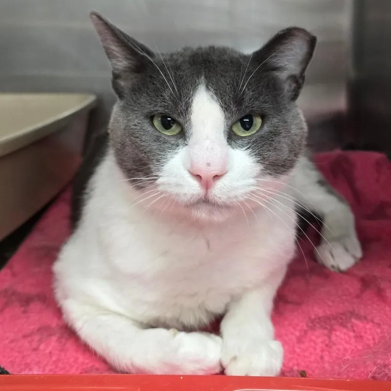 An adult medium-sized male White Domestic Short Hair cat named Ernie for adoption in Spokane, WA