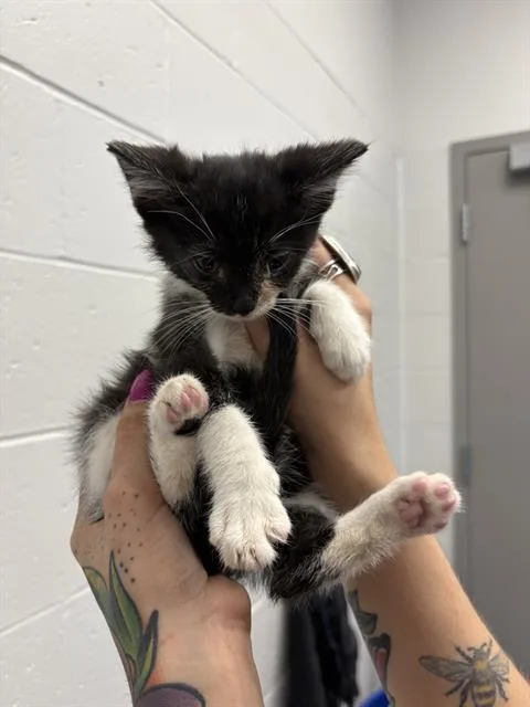A baby small-sized female Domestic Short Hair cat named Delphine for adoption in Indianapolis, IN