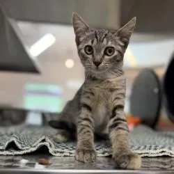 A baby small-sized female Torbie Domestic Short Hair cat named Eggroll for adoption in Bullhead City, AZ