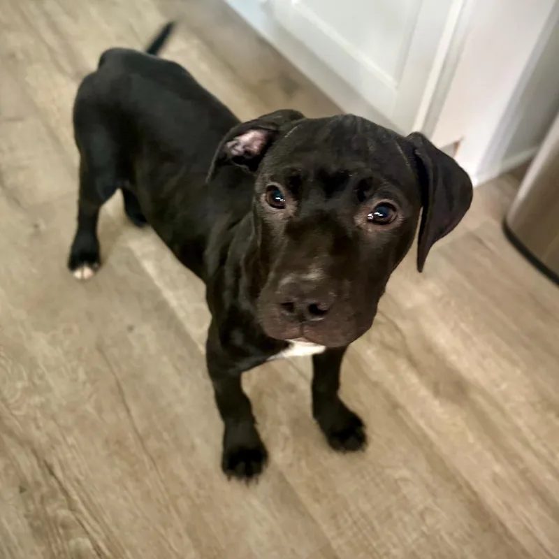 A baby medium-sized female Black American Staffordshire Terrier dog named Luna for adoption in Ferndale, MI
