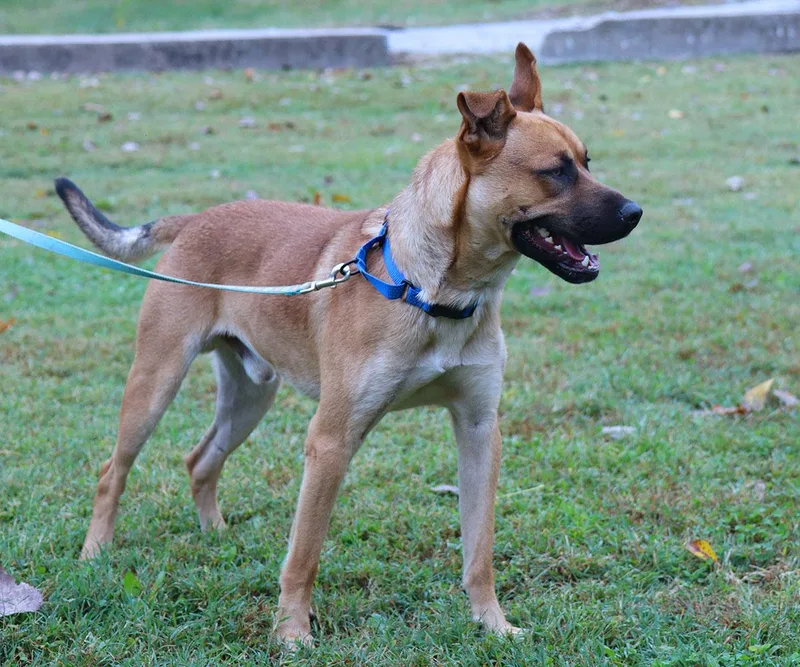 A young large-sized male White / Cream Labrador Retriever dog named Ralphie for adoption in Kansas City, KS