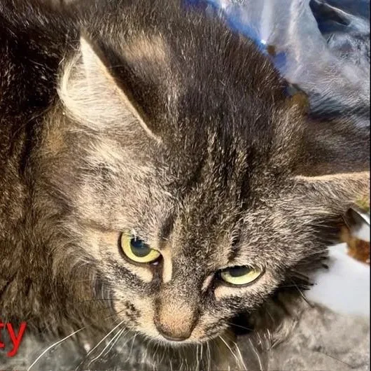 An adult medium-sized female Domestic Medium Hair cat named Matty for adoption in Westland, MI