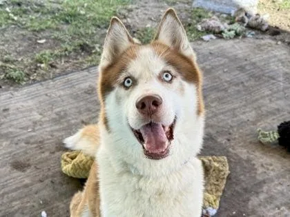 An adult large-sized male Red / Chestnut / Orange Mixed Breed dog named Robert for adoption in Georgetown, TX