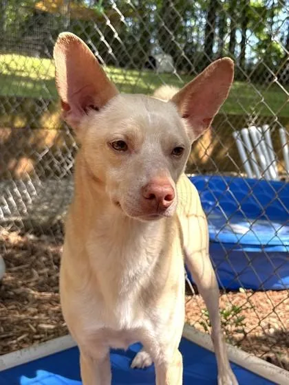 A baby medium-sized male Basenji dog named Dingo for adoption in Cumming, GA
