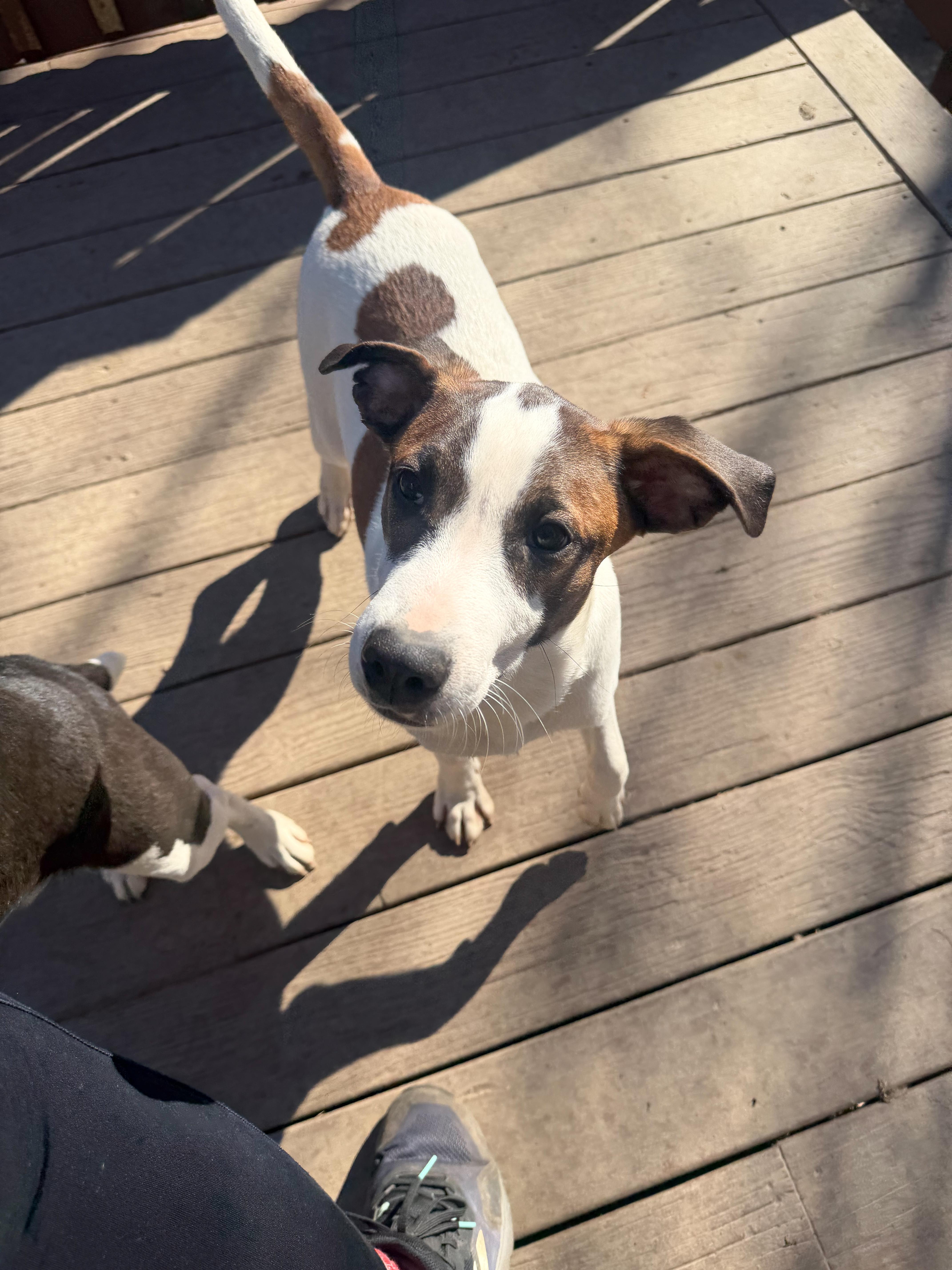 A baby medium-sized male Tricolor (Brown, Black, & White) Mixed Breed dog named Spot for adoption in BONIFAY, FL