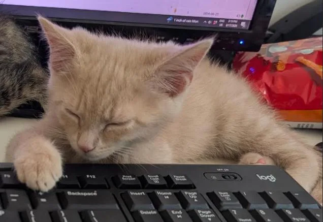 A baby medium-sized male Orange / Red Domestic Short Hair cat named Louis Vuitton for adoption in Stewartsville, NJ