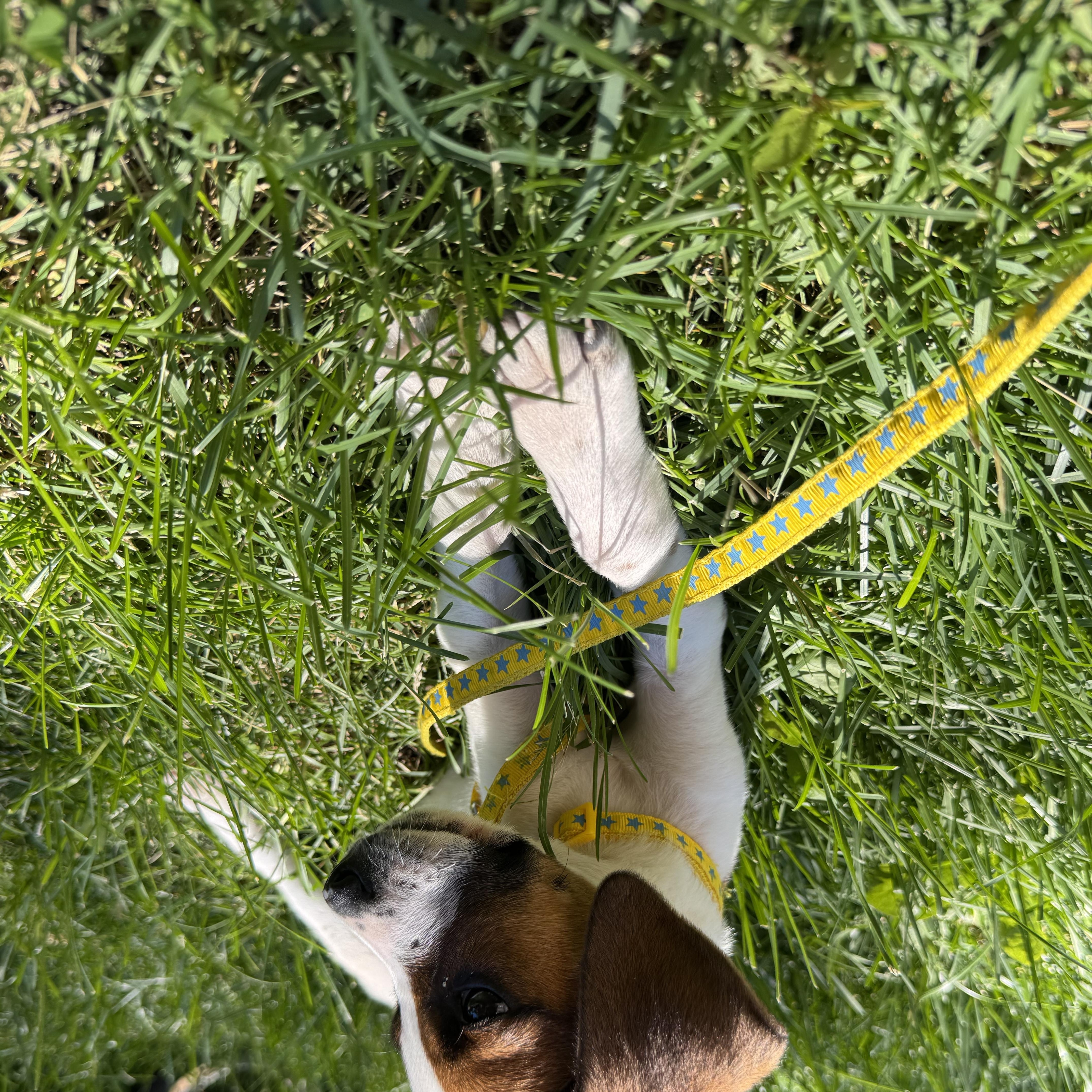 Fettucine
