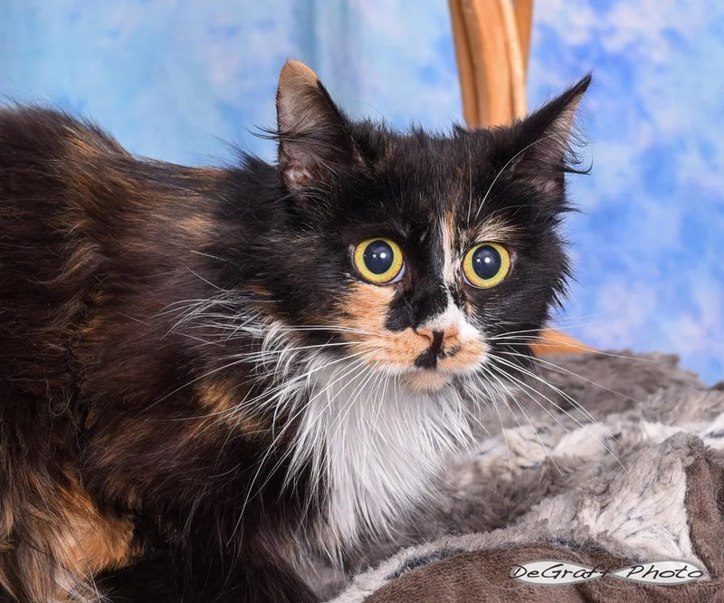 An adult medium-sized female Domestic Medium Hair cat named Pixie for adoption in Pittsboro, NC