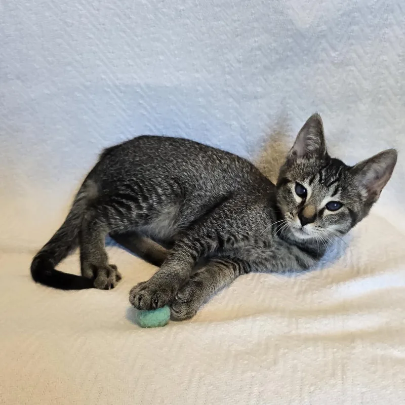 A baby small-sized male Brown / Chocolate Domestic Short Hair cat named Gibbs for adoption in Washington Township, OH