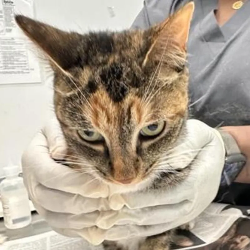 An adult medium-sized female Tortoiseshell Domestic Short Hair cat named Ellie for adoption in Jacksonville, FL