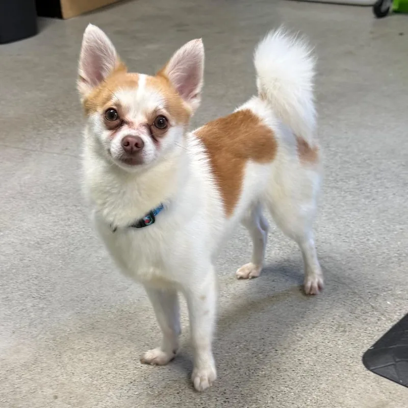 Louie