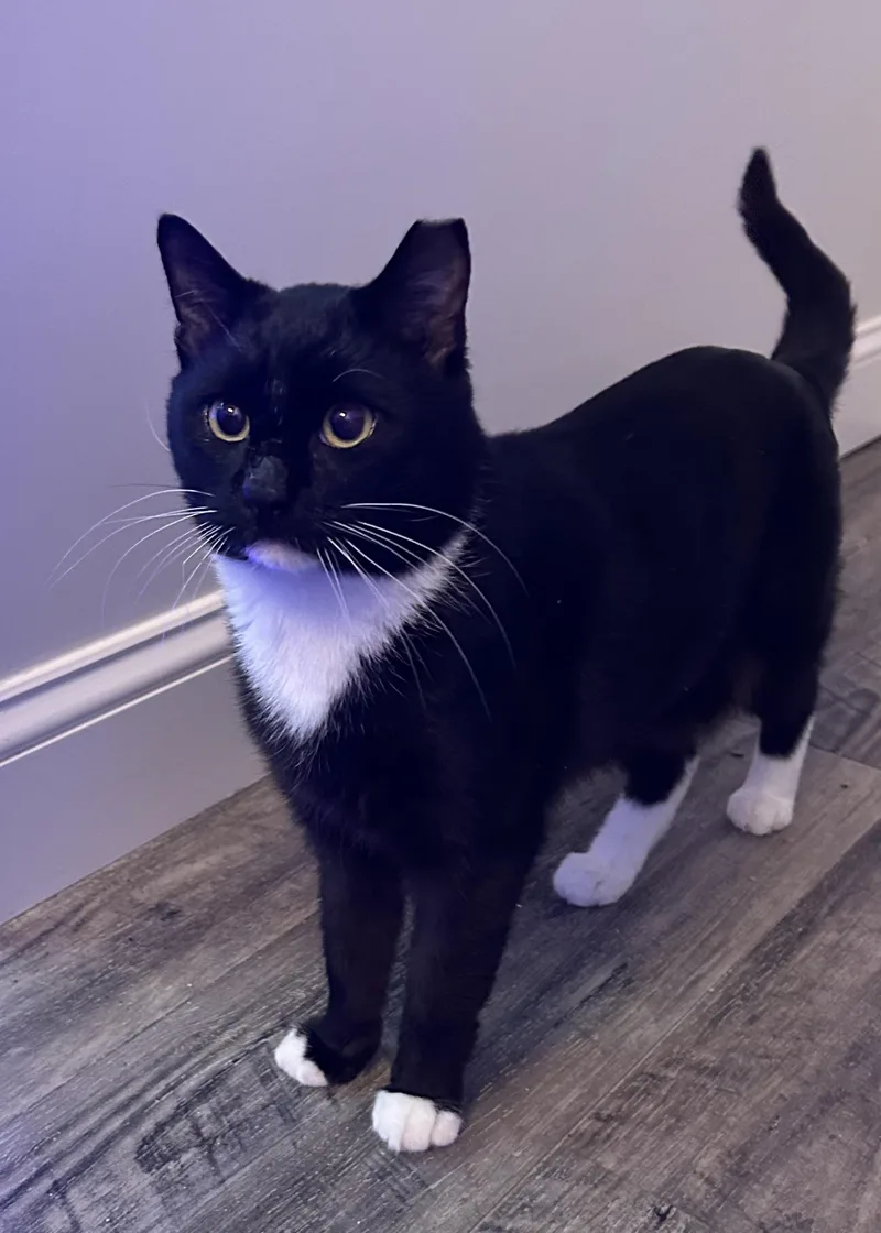 A young medium-sized male Domestic Short Hair cat named Baby for adoption in Mayfield, NY