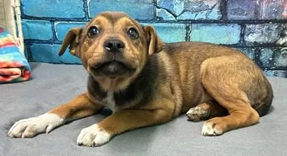 A senior medium-sized female Labrador Retriever dog named Priscilla for adoption in Elmira, NY